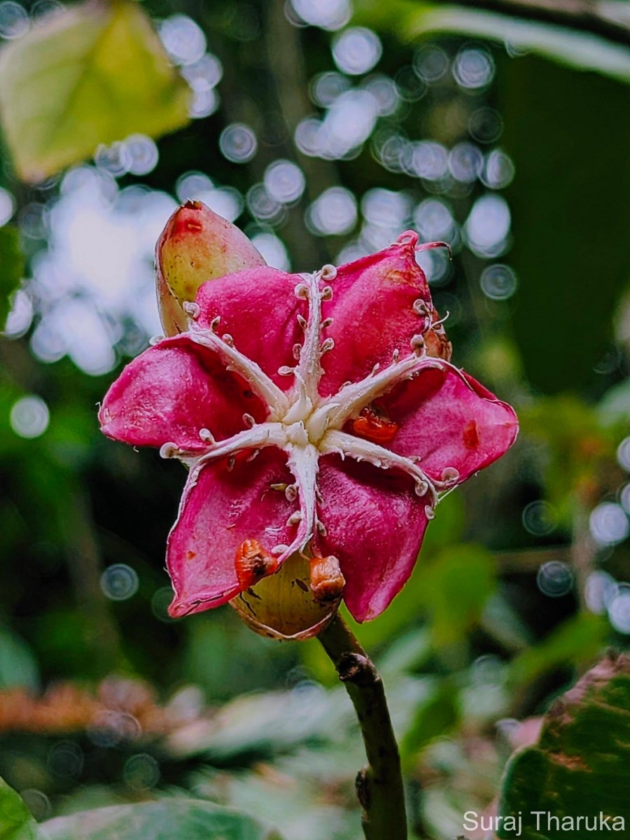 Dillenia suffruticosa (Griff.) Martelli